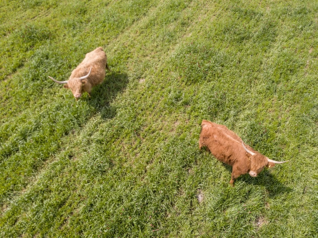 Benefits of Owning Cattle