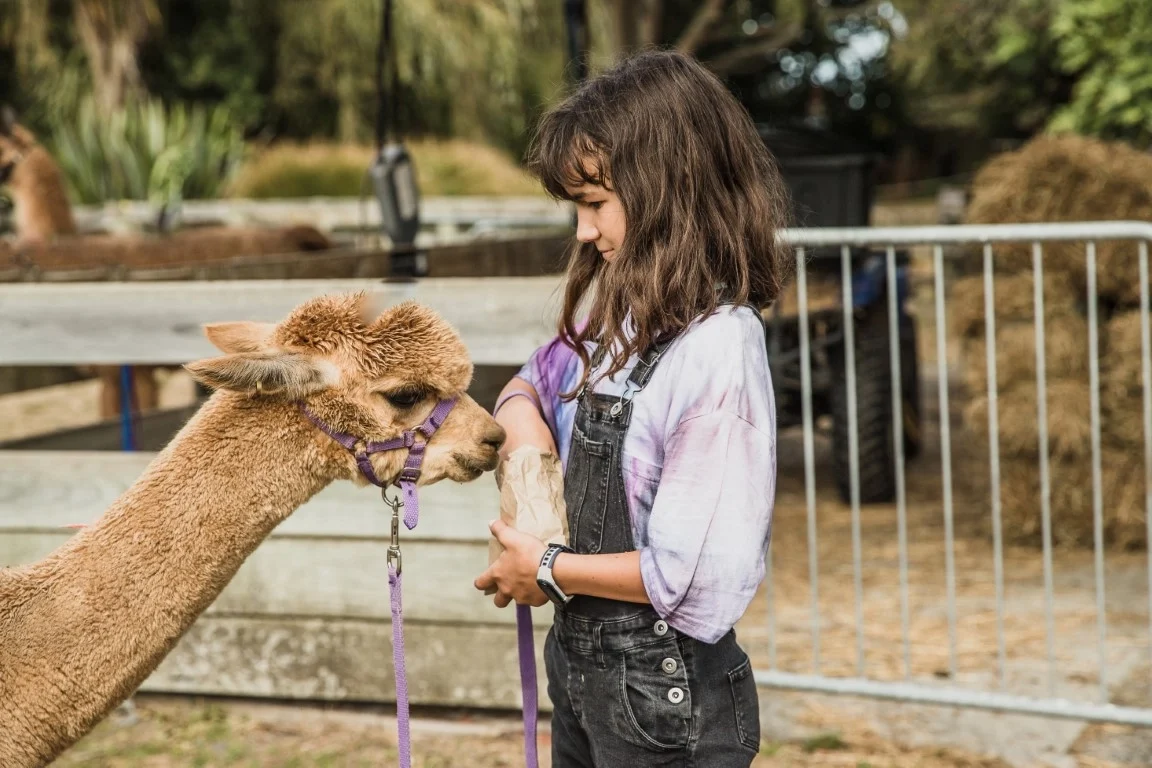 Alpacas vs. Llamas: Which Is Right for You? Alpacas vs. Llamas: Which Is Right for You?