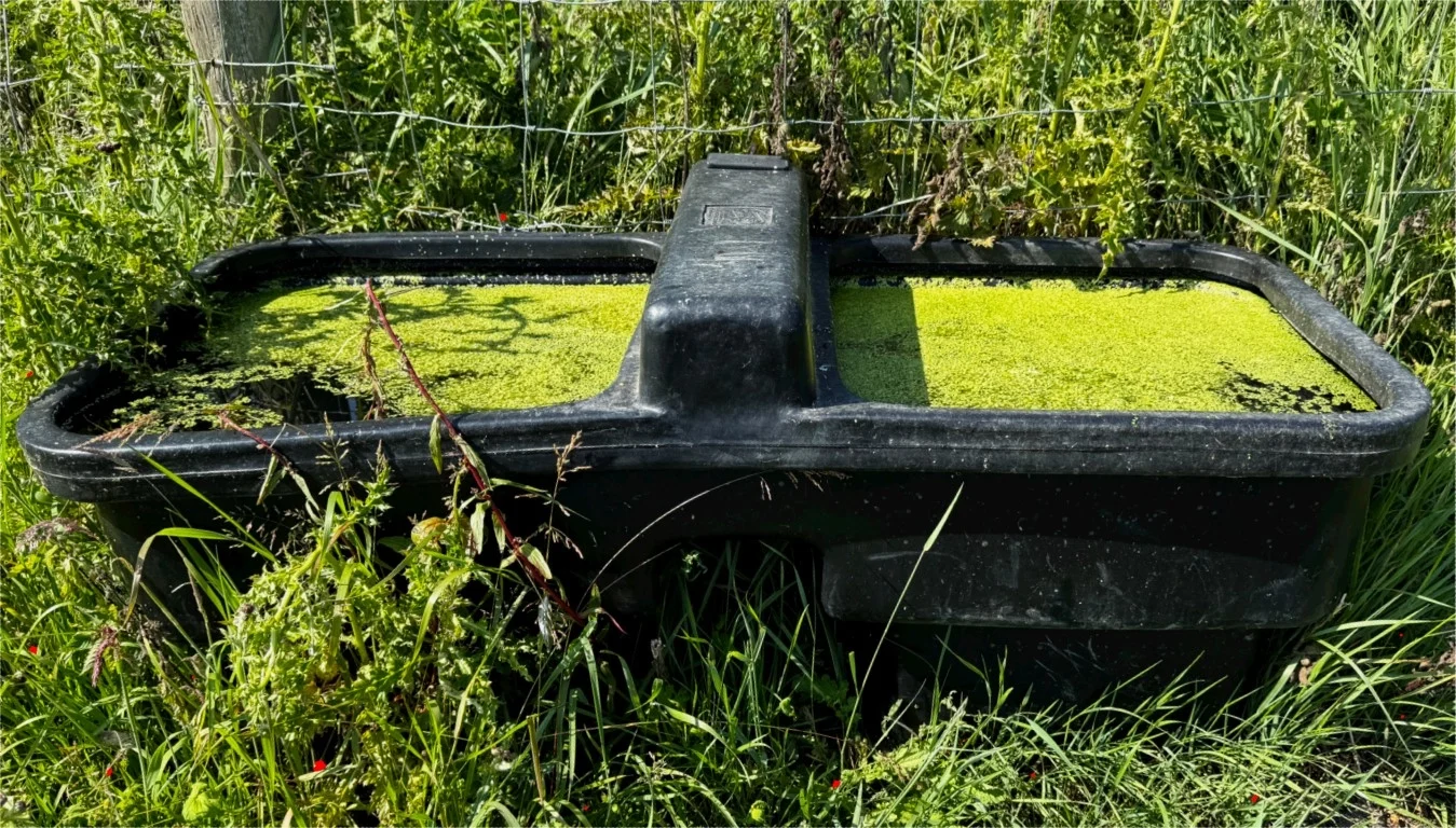 The Hidden Dangers of Algae Growth in Livestock Waterers