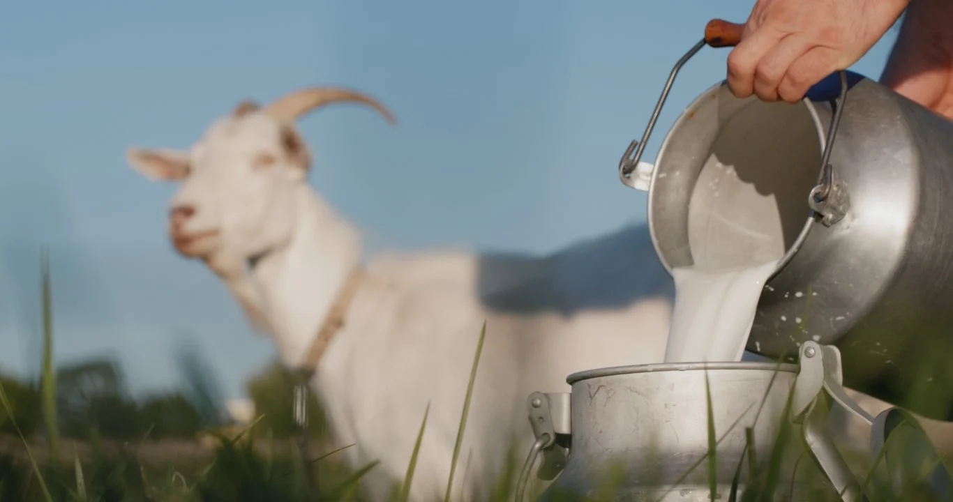 How Dehydration Impacts Milk Production in Dairy Animals
