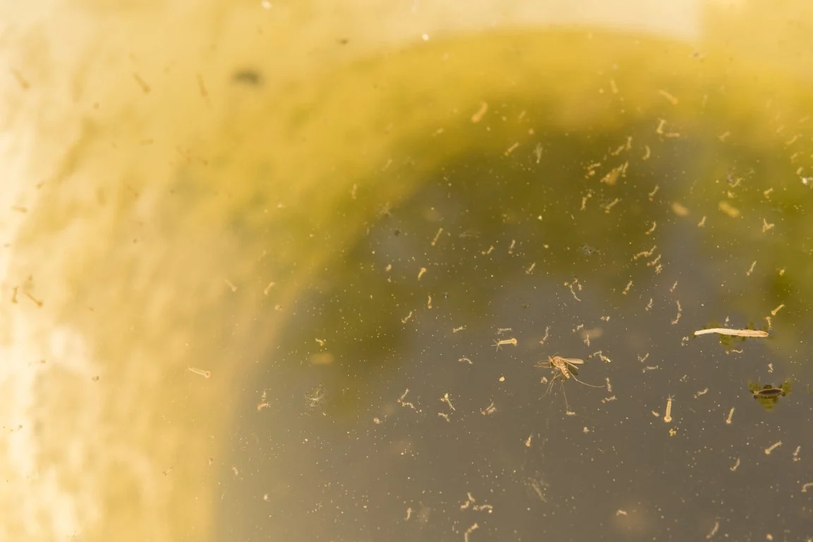 Mosquito Control Around Livestock Water Sources