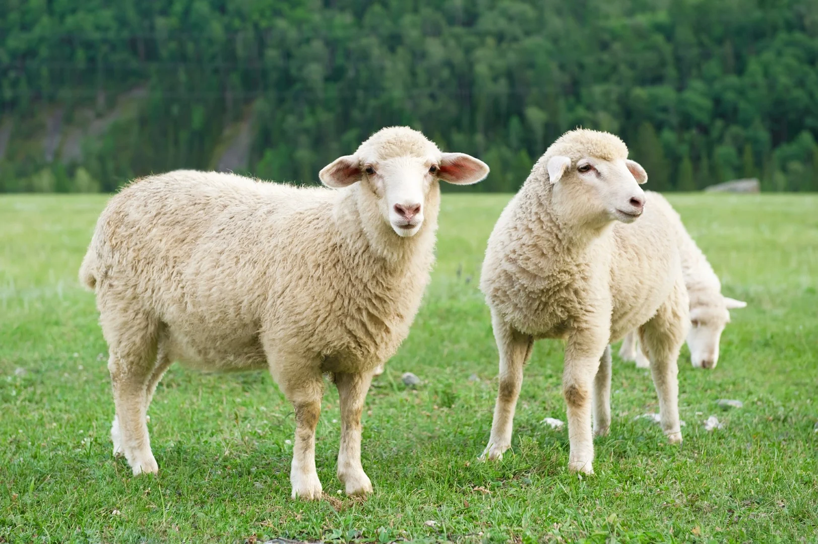 The Dangers Of Copper Toxicity In Sheep