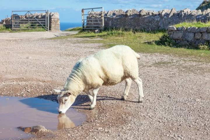 copper toxicity in sheep